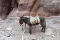 малый транспорт Петры - ослик, Иордания